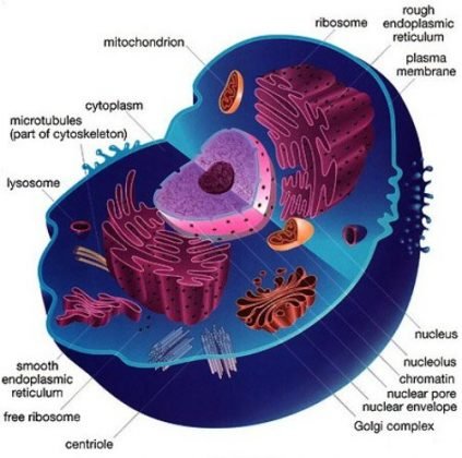 Animal Cell Facts
